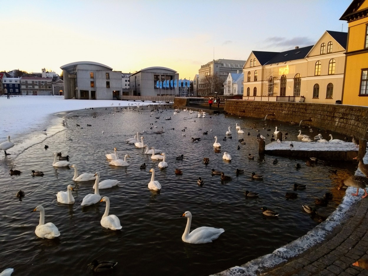 Cisnes de Reykjavik