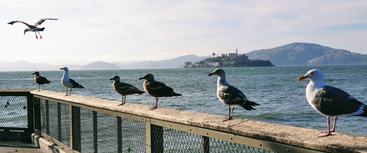Guardianes de Alcatraz