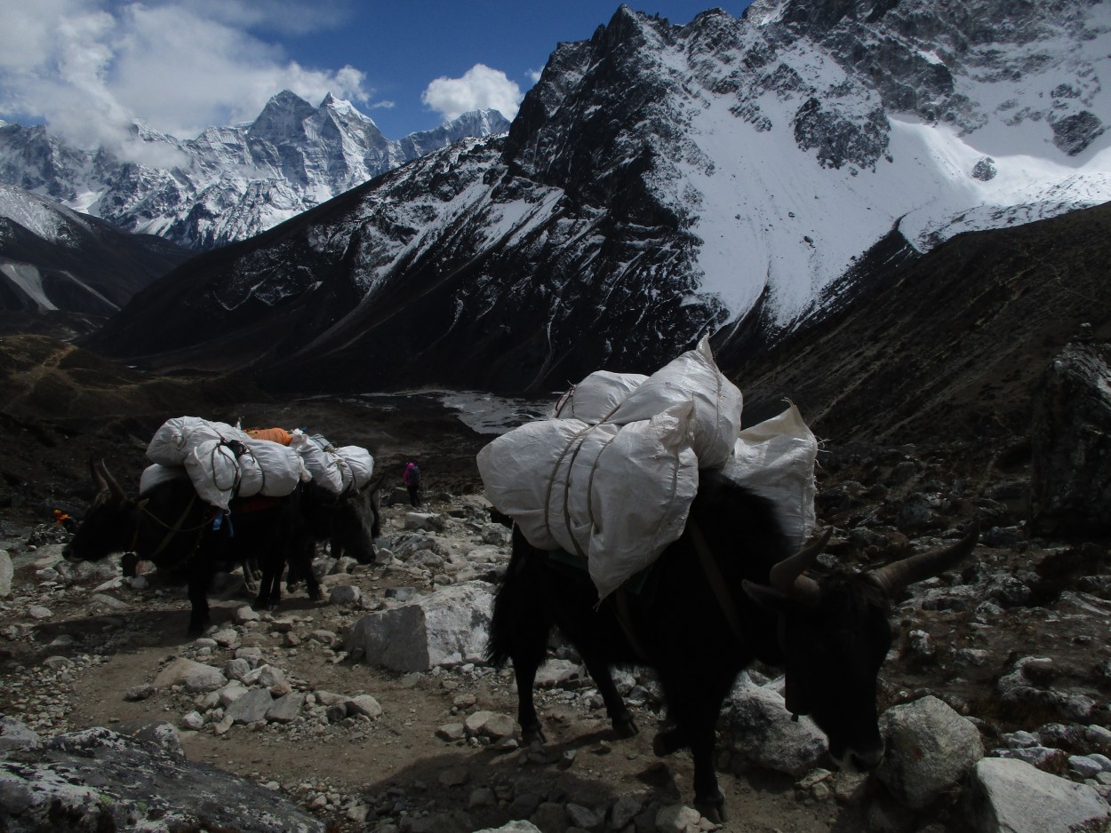 Yaks en Himalaya