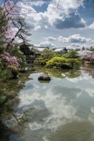 Cerezos en flor Kioto