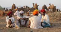 Feria de camello. Pushkar, Rajastán, India.