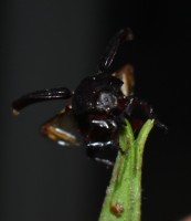 Escarabajo nocturno