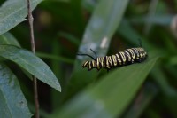Oruga de mariposa monarca