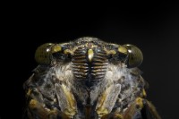 Portrait of a Cicada
