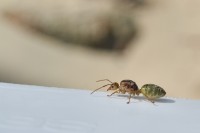 hormiga australiana