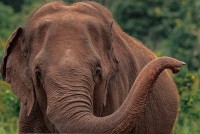 Elefanta Mara en Brasil 2