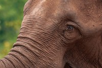 Elefanta Mara en Brasil 3