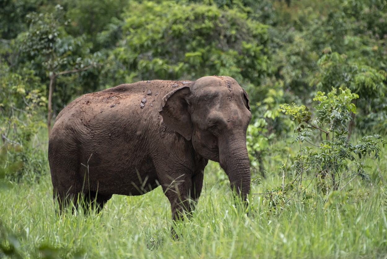 Elefanta Mara en Brasil