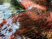 Los pelos rojos del agua