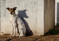 Perro blanco, sombra negra