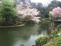 primavera en Tokio