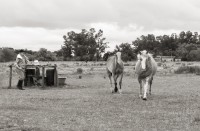 Juan y sus caballos