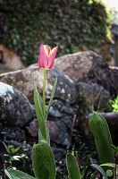 Tulipan en La Cumbrecita