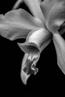 orquidea en blanco y negro