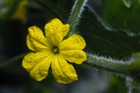 Flores de huerta: Pepino