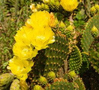 Flor de cactus-I