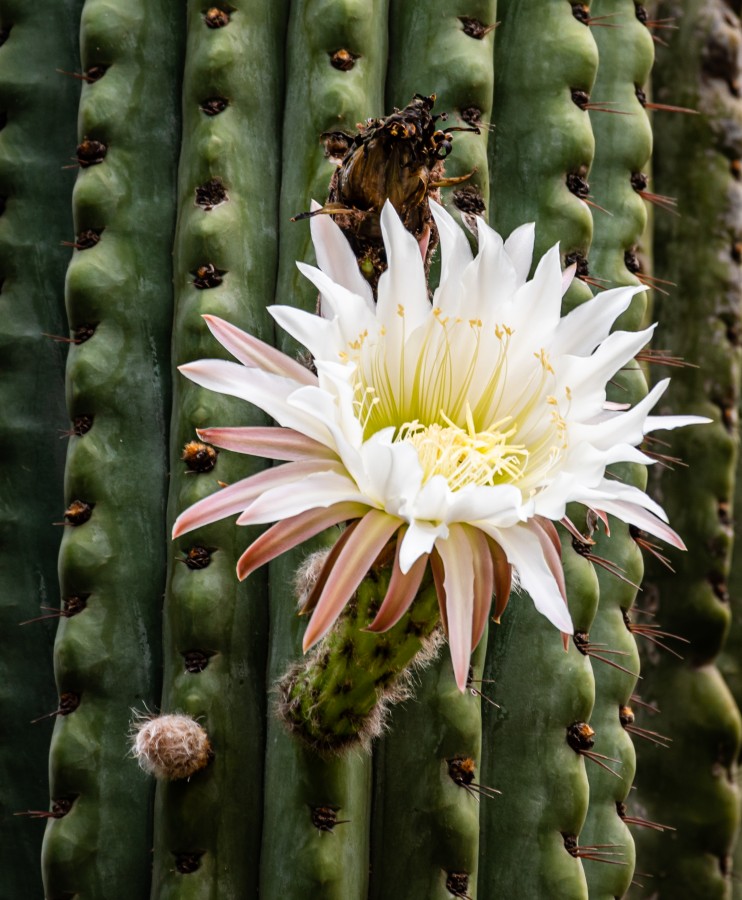 Flor de cactus-II