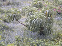 Plantas Endmicas, Isla Juan Fernandez