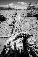 Cardon seco - Loma Rica de Shiquimil - Catamarca
