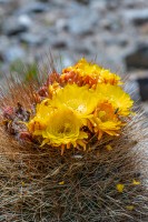 Flor de cactus, Famatina, La Rioja
