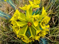 Euphorbia nicaeensis