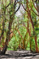 bosque de arrayanes