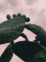 cactus bajo el cielo