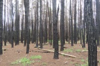 El bosque despus del incendio