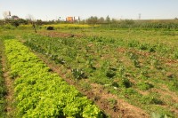 Huerta urbana agroecolgica