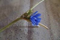 flor azul