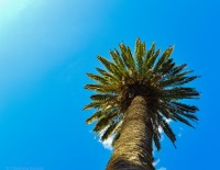 Una palmera en el cielo