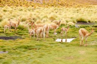 Vicuas, Puna catamarquea