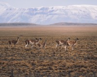Manada de guanacos en Patagonia