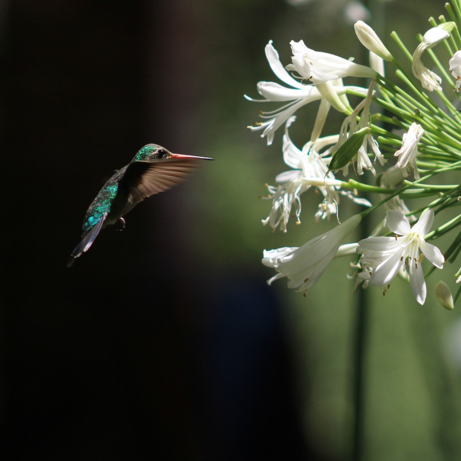 El colibr de Gastn
