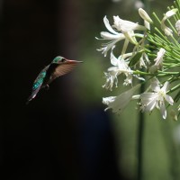 El colibr de Gastn