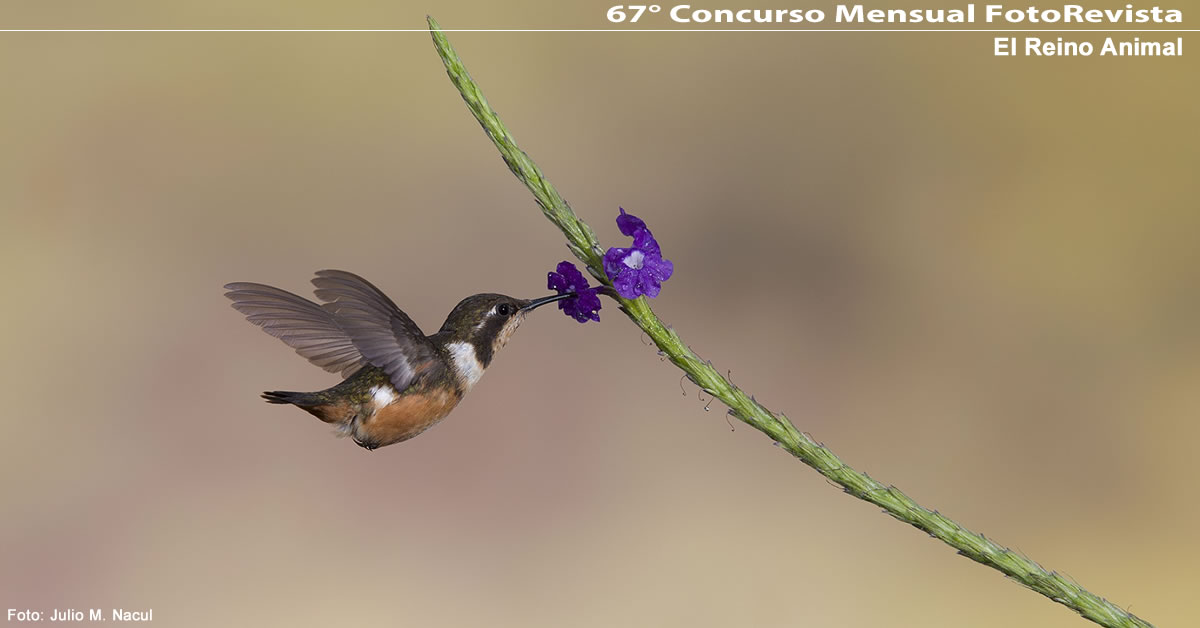 67° Concurso Mensual de FotoRevista