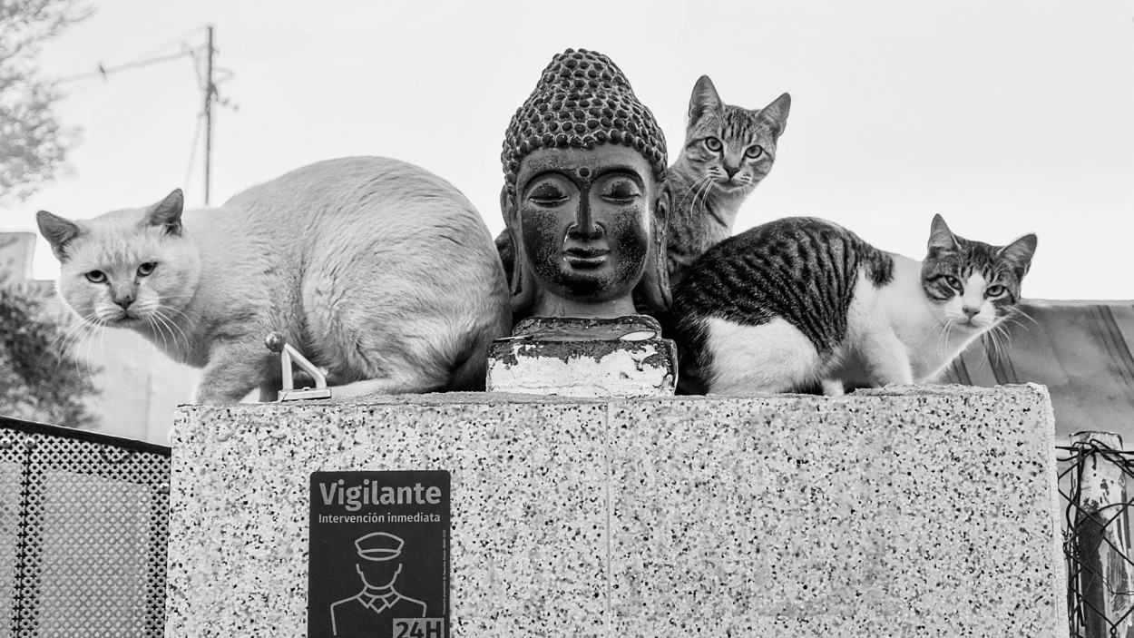 Los gatos de Buda