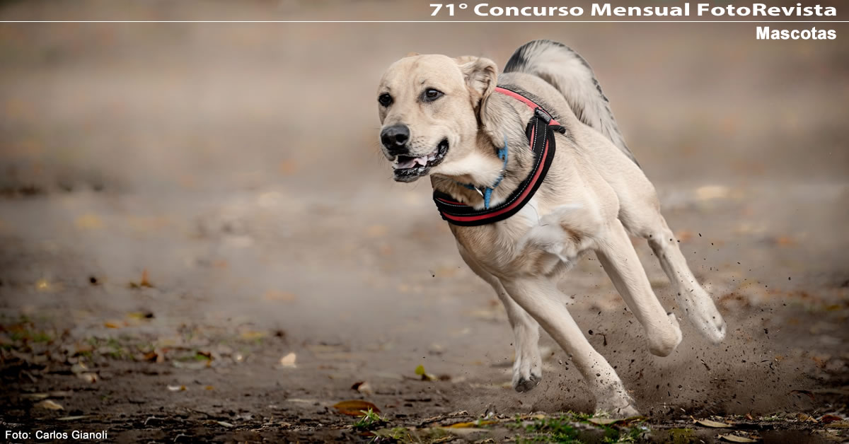 71° Concurso Mensual de FotoRevista