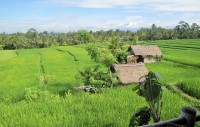 arrozal en Bali