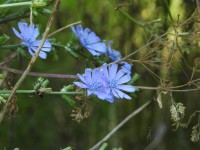 Flor Azul