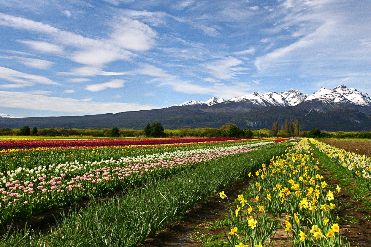 Campo de tulipanes en Treveln