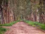 Camino de eucaliptus