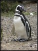 2-Pinguinos