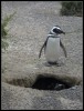 5-Pinguinos