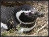 8-Pinguinos