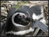 9-Pinguinos