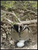 10-Pinguinos