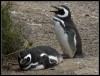 12-Pinguinos