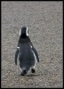 16-Pinguinos
