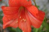 flor de amarilis